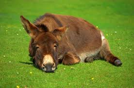 Tribunal de Diourbel : Arrété pour avoir entretenu des rapports sexuels avec un âne, le prévenu déclare qu’il était ivre