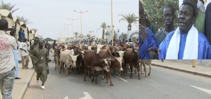 Touba: Adra Fall, responsable de la boucherie de Cheikh Béthio, arrêté pour abus de confiance Touba: Adra Fall, responsable de la boucherie de Cheikh Béthio, arrêté pour abus de confiance