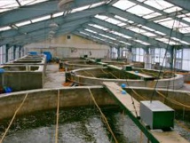 Vers la réalisation de trois fermes aquacoles dans la réserve de Ndiaël