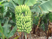 Un programme national vise l’autosuffisance en banane