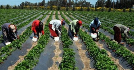 Jean Pierre Senghor, Prodac: « L’émergence doit partir des campagnes »