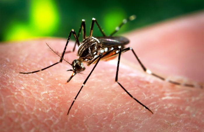 Zika, le virus en voie de mondialisation Depuis plusieurs mois, Zika se propage dans les pays d'Amérique latine et atteint peu à peu d'autres continents, où le virus est importé. Cartes à l'appui, Le Figaro fait le point sur cette épidemie, qui a fai