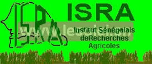 Exclusif: Gros scandale à l’Isra : 110 millions détournés, Saliou Mboup écroué.