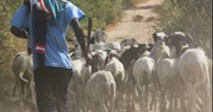 Le plus grand voleur de bétail du Saloum est tombé