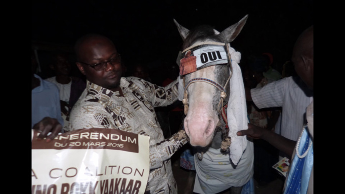 VERDICT DU REFERENDUM A FASS THIEKENE (KOUNGHEUL) Alioune Badara LY met fin à l’invincibilité de «Ndaama Saloum» ! VERDICT DU REFERENDUM A FASS THIEKENE (KOUNGHEUL) Alioune Badara LY met fin à l’invincibilité de «Ndaama Saloum» !