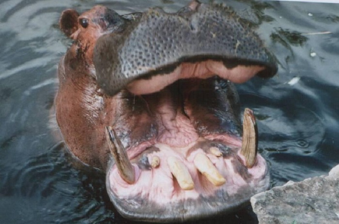 L’hippopotame ressort de son lit : Gouloumbou se prépare à abattre l’animal