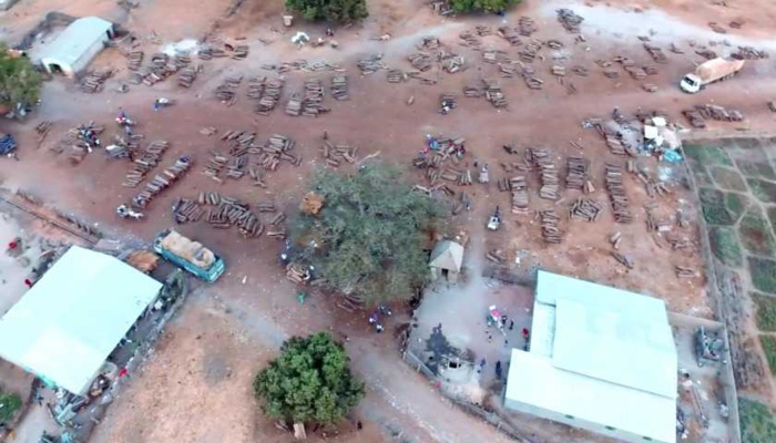Pillage des forêts du Sud : « L’heure est grave », selon les cadres casamançais Pillage des forêts du Sud : « L’heure est grave », selon les cadres casamançais