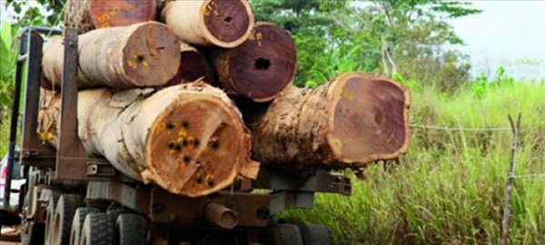 ZIGUINCHOR : UNE DIZAINE DE CAMIONS GAMBIENS ET DES CENTAINES DE TRONCS D’ARBRES SAISIS PAR L’ARMÉE