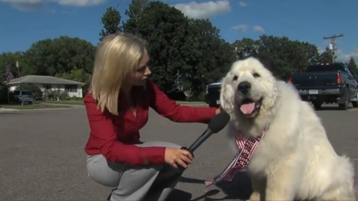 Ah, l’Amérique : un chien a été élu maire dans une ville du Minnesota