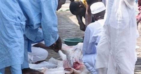 La tabaski fêtée le 12 septembre (astronome)