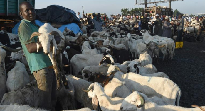 Lendemain de Tabaski : Gros stocks de moutons invendus à Dakar