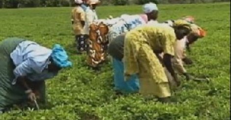 La Côte d'Ivoire veut devenir le grenier de l'Afrique de l'ouest