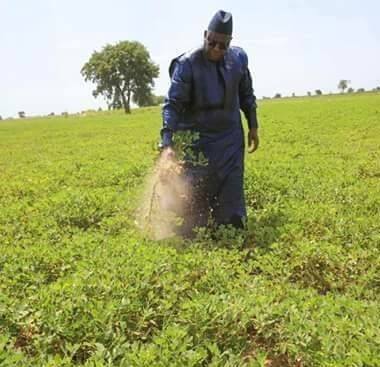 Kaolack/Kaffrine : Macky Sall dans les champs auprès des producteurs