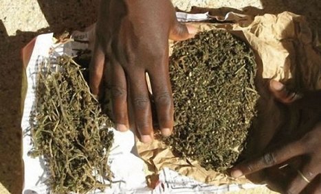 Trafic de drogue : L’imam arrêté après la prière de Souba
