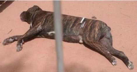 Gambie – Le chien qui mordu à mort le fils de Barrow a été tué par injection