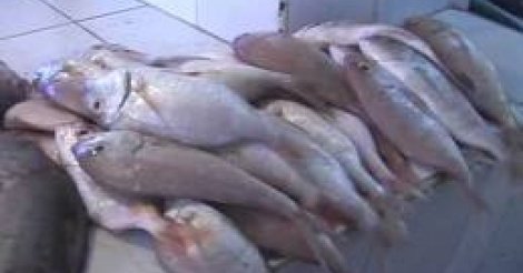 Macky Sall veut doter la ville de Mbour d’"un grand marché au poisson"