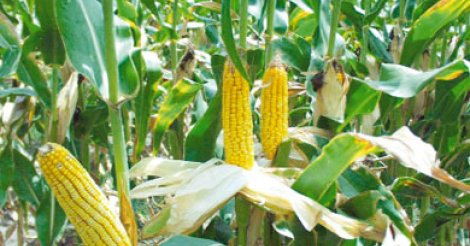 Macky favorable aux OGM, à condition de prendre ‘’des précautions"
