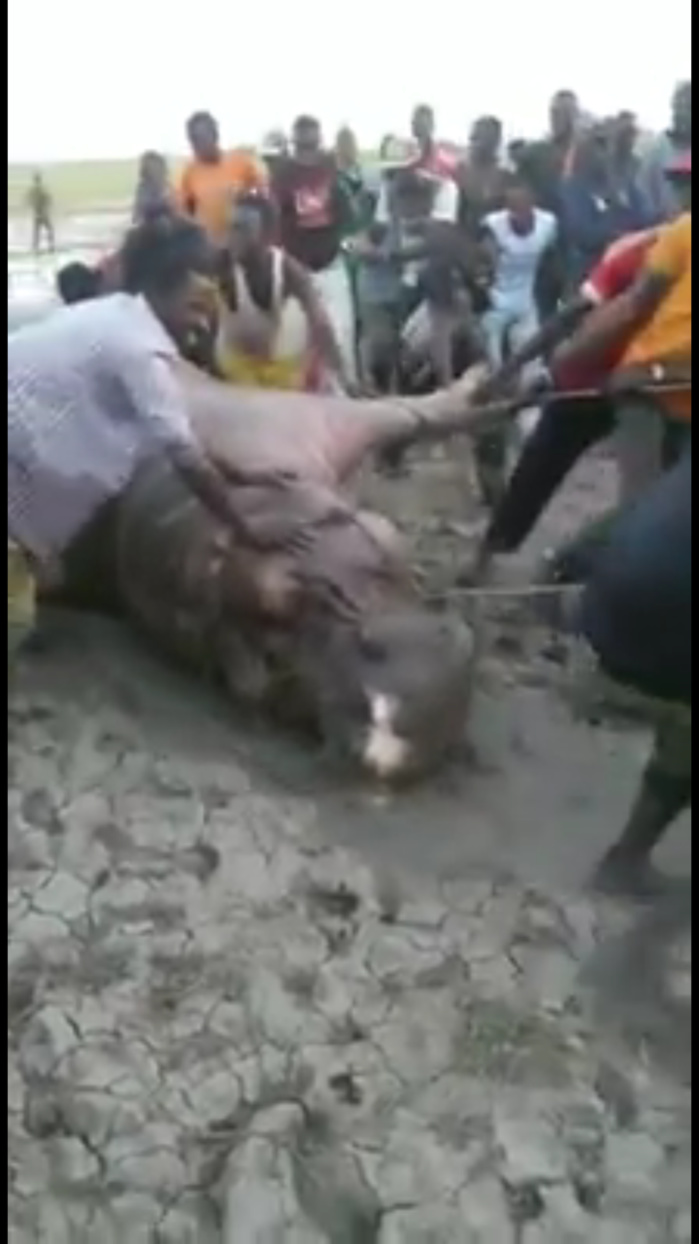 L'hippopotame qui semait la terreur à Gouloumbou a été tué par les populations