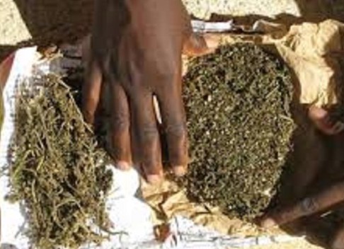 Trafic de drogue à Bamako : Un Sénégalais arrêté avec 107 kgs de cannabis