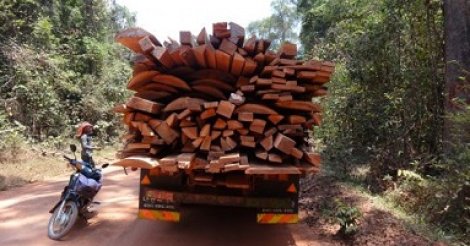 Kolda : 30 présumés trafiquants de bois arrêtés et des véhicules saisis