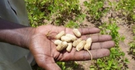 Abdoul Lahad Seck, maire de Keur Saloum Diane : « L’arachide vaut de l’or »