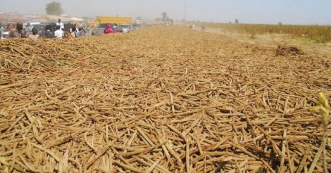 Sénégal : Khelcom ou le rêve d’un autre modèle d’exploitation agricole