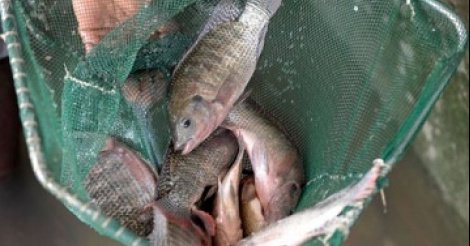 Pisciculture contre le chômage et la raréfaction du poisson à Sédhiou