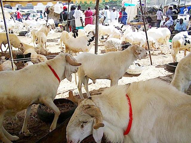 Autosuffisance en moutons : La Commune de Ngoundiane offre 150 moutons à des éleveurs