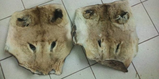 Criminalité faunique- A Tamba, les trafiquants s’attaquent aux lions et aux léopards