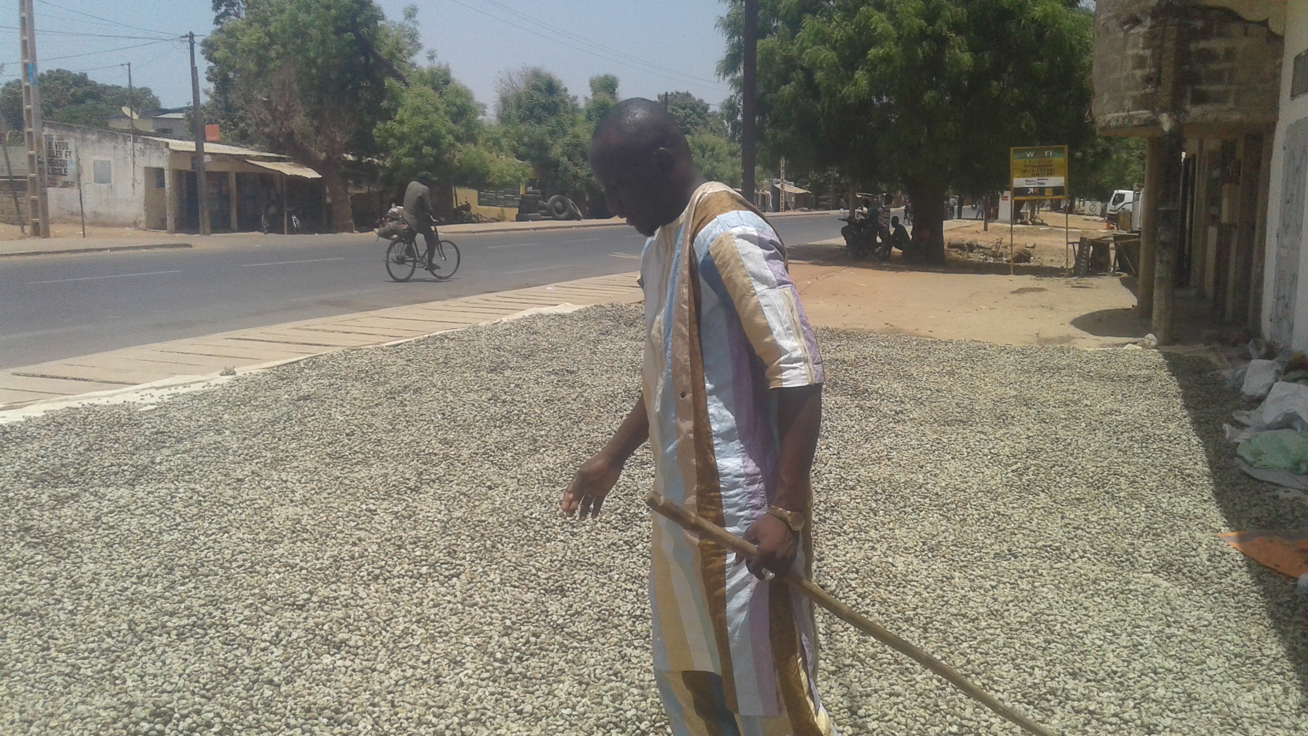La campagne de commercialisation de l'anacarde se confronte davantage à des difficultés suite à l'interdiction du gouvernement du Sénégal