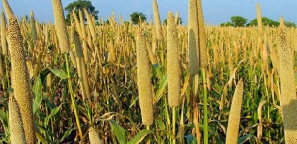 Fatick occupe la première place dans la production de mil et d’arachide