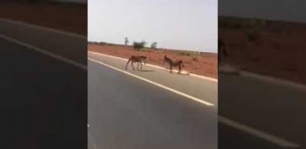 Autoroute à péage : Un automobiliste filme des ânes qui traversent
