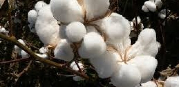 Forte chute de la production de coton au Sénégal