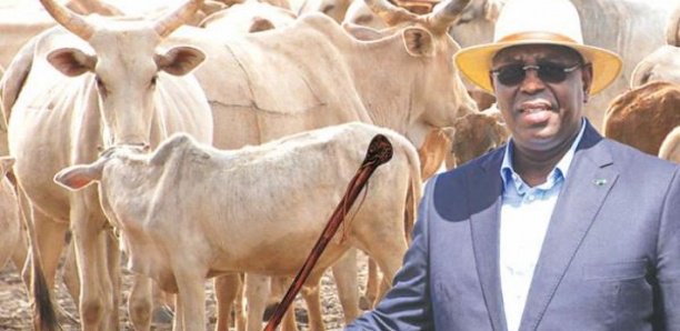 Macky Sall alloue milliard FCFA aux éleveurs victimes des intempéries