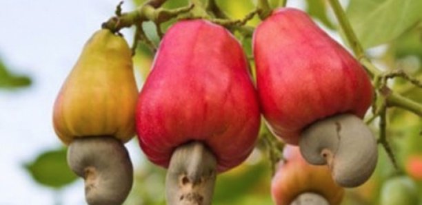 Casamance : Comment l'exportation de l'anacarde a fait chuter les coupes de bois