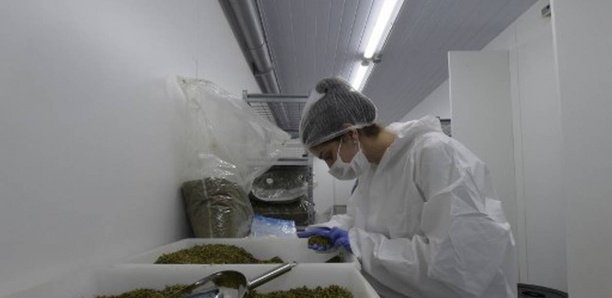 Cannabis thérapeutique. Un comité officiel va évaluer son intérêt