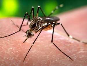 Santé : Trois cas de Dengue signalés à Fatick