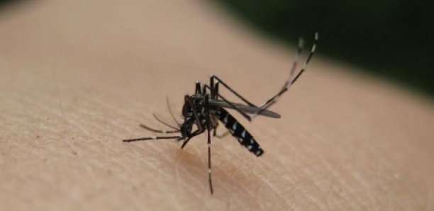 Dengue à Fatick : Le bilan s'alourdit