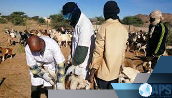 PESTE DES PETITS RUMINANTS : SENSIBILISATION TOUS AZIMUTS À MBOUR POUR ÉRADIQUER LE FLÉAU