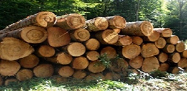 Port de Banjul : Saisie de 4 containers de bois en provenance du Sénégal