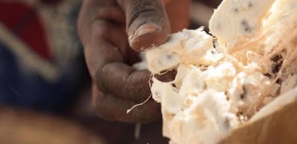 Sénégal : Les baobabs de la fortune