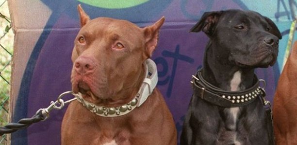 Talibé attaqué par un pitbull : Les aveux du propriétaire du chien et l’état de santé du talibé