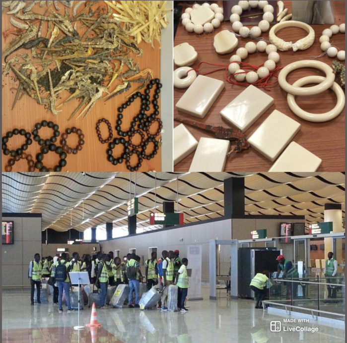 Aibd : Deux ressortissants Chinois arrêtés pour trafic d'ivoire et de bois de Venne