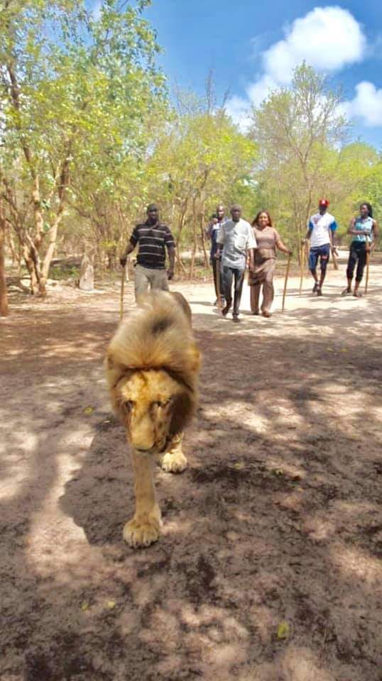 VACANCES GOUVERNEMENTALES : Quand Aly Ngouille Ndiaye décompresse avec des lions...