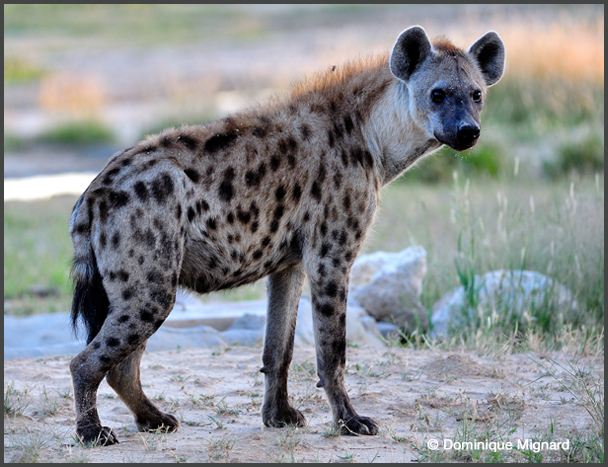 Nioro du Rip : La population terrorisée par la présence d'une hyène.
