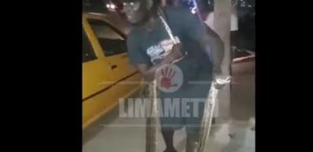 Maristes : Un énorme serpent surgit du lac