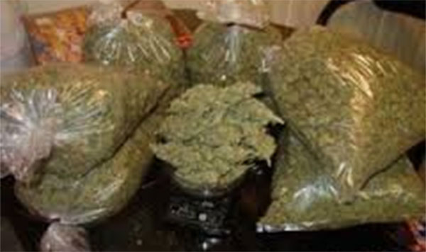 Louga : Pris avec 30 cornets et 75 grammes de chanvre indien, un dealer écope d’un an ferme