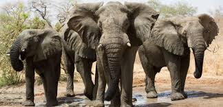 Parc Niokolo-Koba : Les éléphants sont de retour !