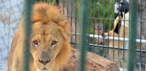 Parc Hann : Un employé a failli se faire dévorer par un lion