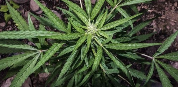 Covid-19 : Le cannabis plus efficace que l'hydroxychloroquine